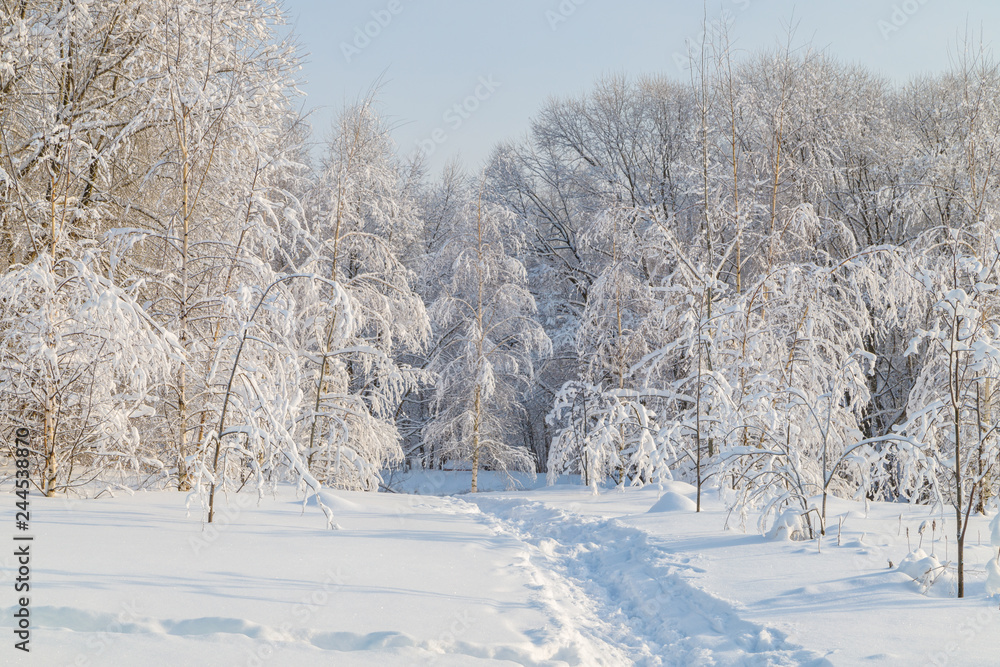 Fototapeta premium Winter in the park in a sunny day, winter landscape with trees and snow, pathway in the snow.