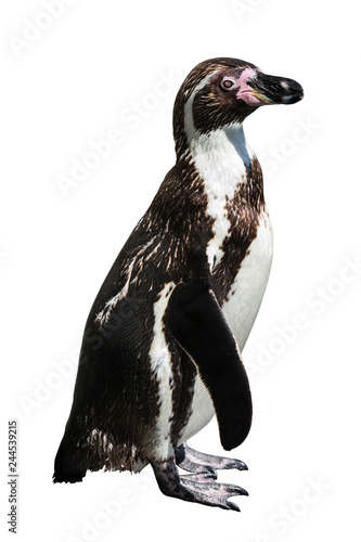 Humboldt penguin on white background isolated
