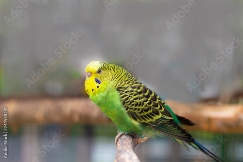 multi coloured budgie parrots