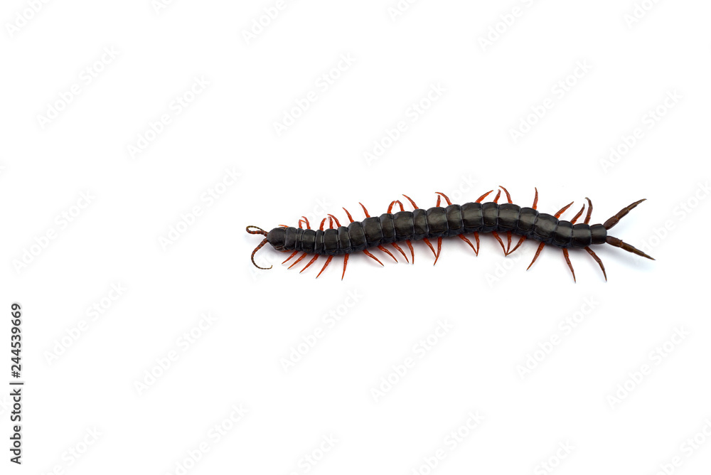 Giant centipede isolated on white background Giant centipede isolated on white background
