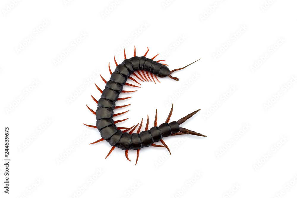 Fototapeta premium Giant centipede isolated on white background