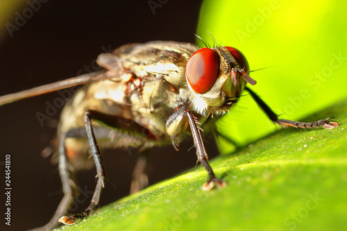 House fly,Blow fly on leaf.