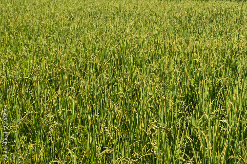 Rice paddy field landscape background in day time, at chiang mai thailand Rice paddy field landscape background in day time, at chiang mai thailand