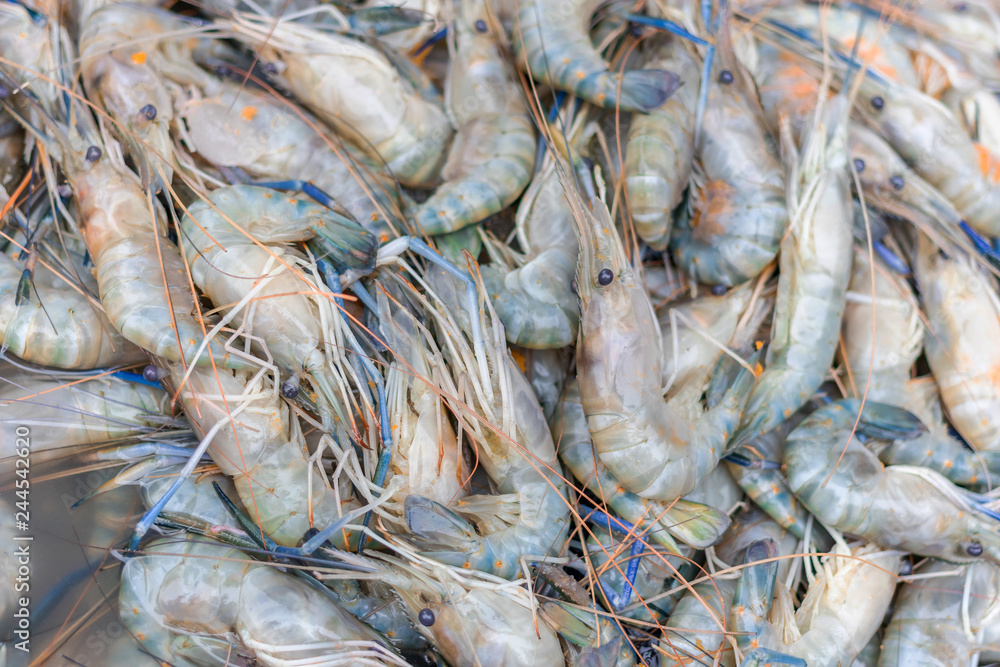 Close up shrimp in the fresh market.