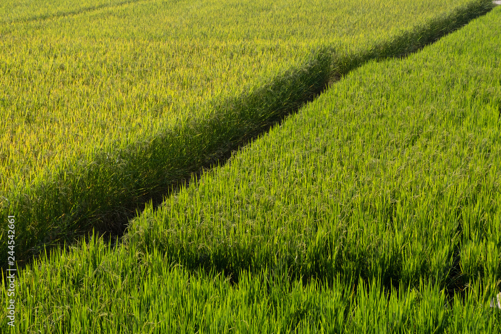 Rice paddy field landscape background in day time, at chiang mai thailand Rice paddy field landscape background in day time, at chiang mai thailand