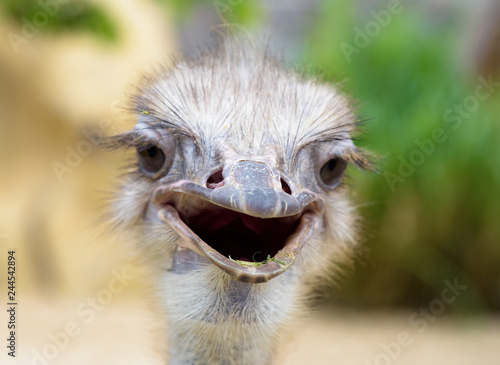 ostrich close up head © dbrus