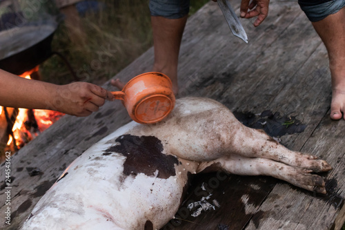 pig slaughtering in rural photo