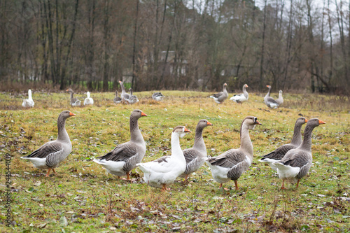 A flock of geese in the field