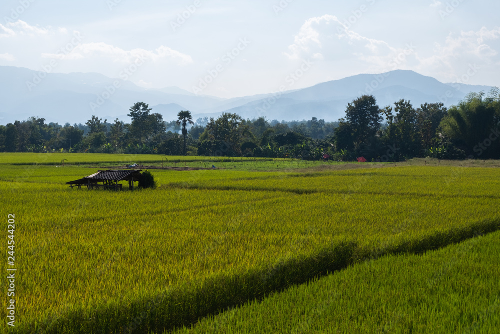 Rice paddy field with Hut landscape background in day time, at chiang mai thailand Rice paddy field with Hut landscape background in day time, at chiang mai thailand