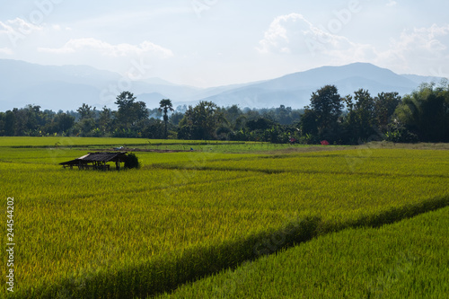 Rice paddy field with Hut landscape background in day time, at chiang mai thailand © paitoonpati