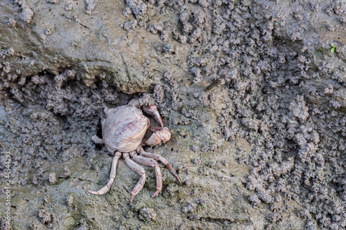 Close up Crab in mud of Rice paddy field background in morning time  at chiang mai thailand