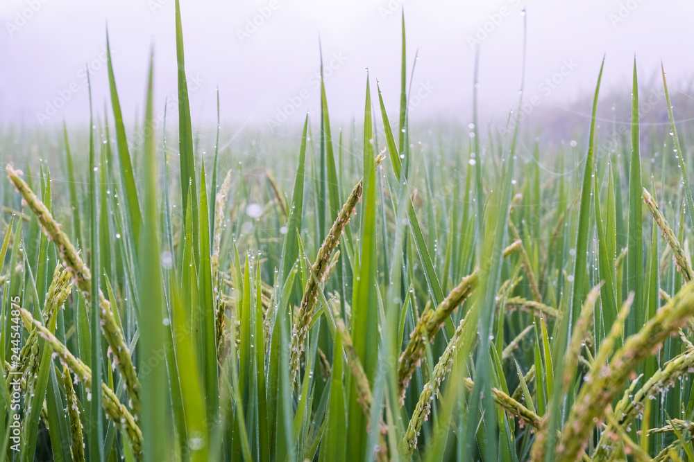 Obraz premium Close up Rice paddy field with droplet and fog landscape background in morning time, at chiang mai thailand