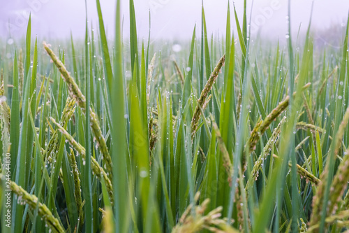 Close up Rice paddy field with droplet and fog landscape background in morning time, at chiang mai thailand