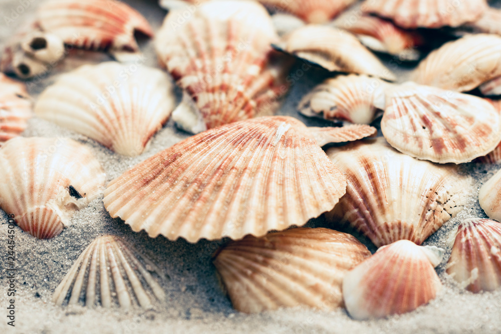 Seashells on the sand, summer beach background with copy space for text. Seashells on the sand, summer beach background with copy space for text.