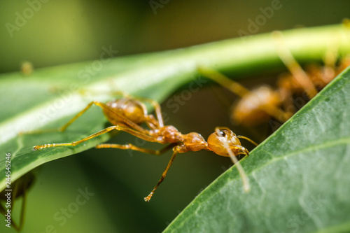 Red Ant make Nest from Leaves. © lllonajalll