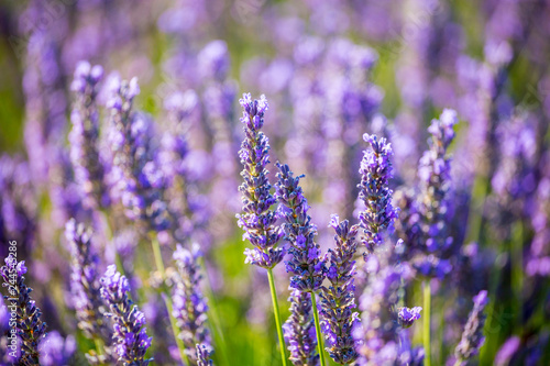 Lavender fields near Valensole, Provence, France © stefanotermanini