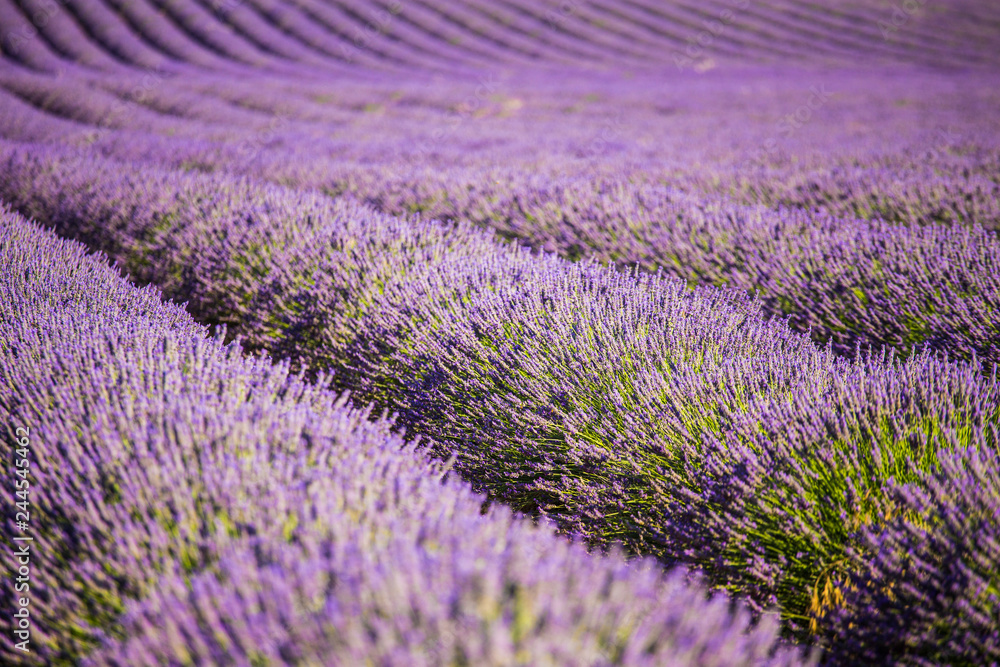 Obraz premium Lavender fields near Valensole, Provence, France
