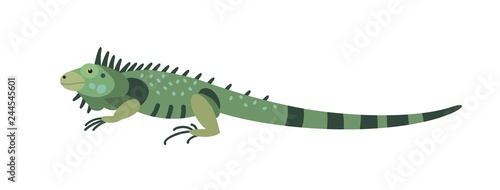 Green iguana isolated on white background. Gorgeous carnivorous exotic animal. Beautiful wild predatory reptile or lizard of South America. Colorful vector illustration in flat cartoon style.
