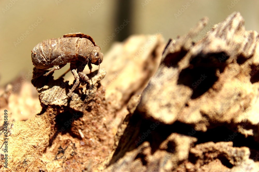 Empty cicada molt shell on a old wood.