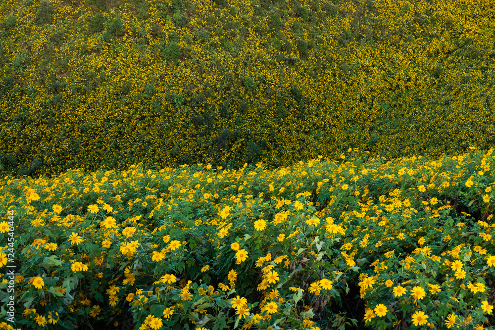 Obraz premium Thung Bua Tong Destination Tree marigold or Mexican sunflower blooming field at Khun Yuam, Mae Hong Son, Thailand