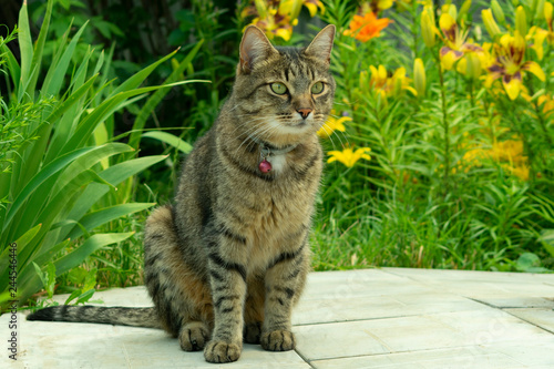the cat sits in the spring in the garden against the background of blooming lilies and other flowers