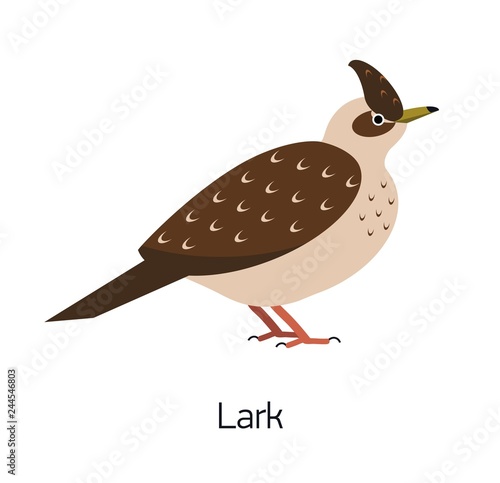 Lark isolated on white background