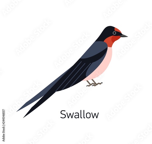 Swallow or Martin isolated on white background