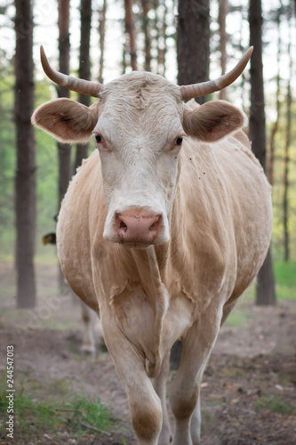 White cow goes home through the pine forest photo