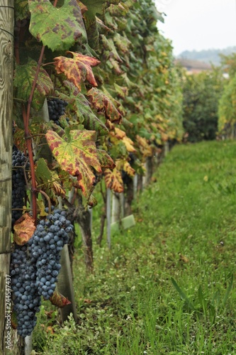 Grapes in a vineyard in Italy