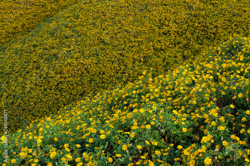 Thung Bua Tong Destination Tree marigold or Mexican sunflower blooming field at Khun Yuam, Mae Hong Son, Thailand