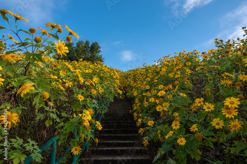 Thung Bua Tong Destination Tree marigold or Mexican sunflower blooming field among mountain with stair at Khun Yuam, Mae Hong Son, Thailand