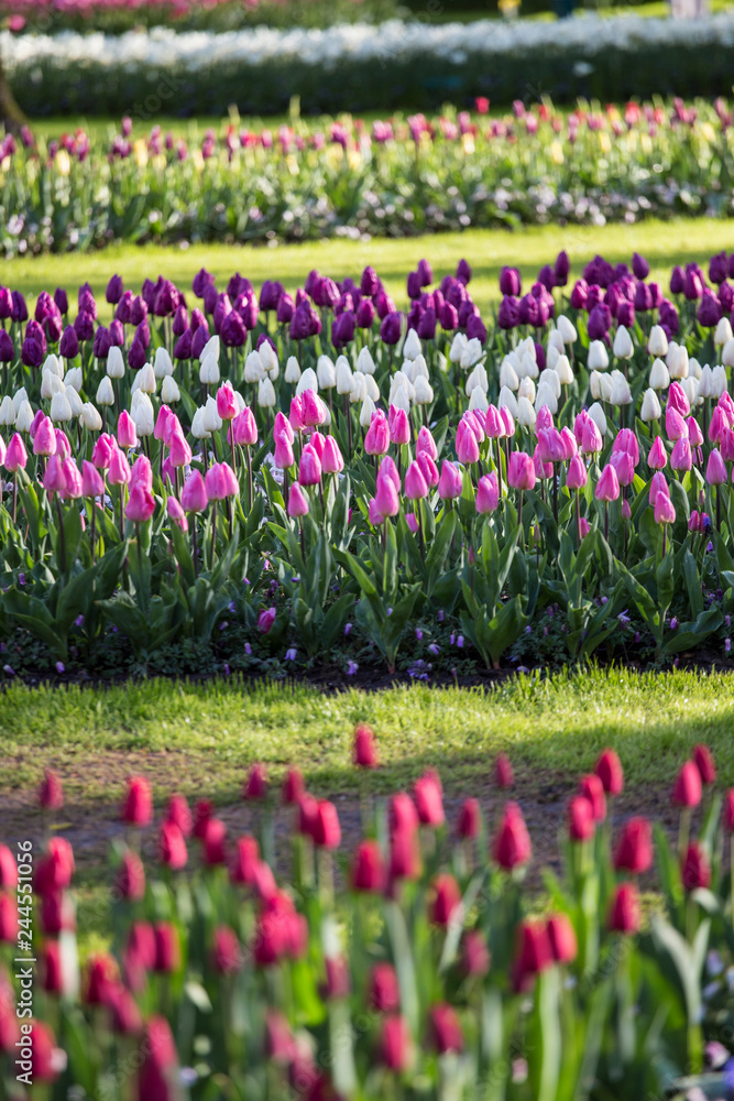 Tulips fields near Amsterdam, Netherlands Tulips fields near Amsterdam, Netherlands