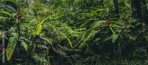 Fototapeta Naklejka Na Ścianę i Meble -  Central America Rainforest Jungle panorama, Costa Ricaa