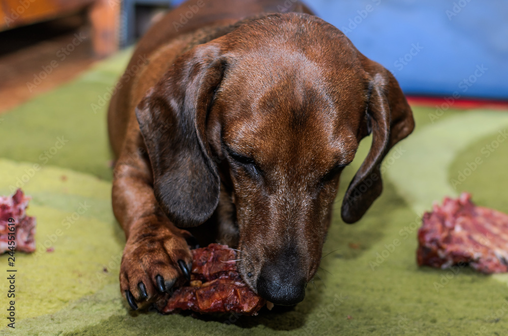 Dog breed dachshund eating food
