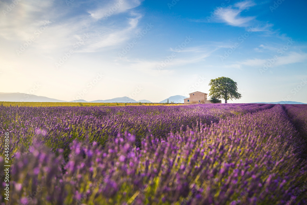 Lavender fields near Valensole, Provence, France Lavender fields near Valensole, Provence, France