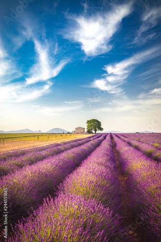 Lavender fields near Valensole  Provence  France