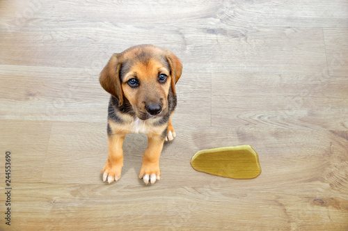 Fototapeta Naklejka Na Ścianę i Meble -  educate your pet