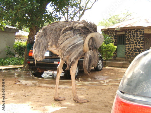 LIVING HARMONIOUSLY WITH A LOVELY OSTRICH.