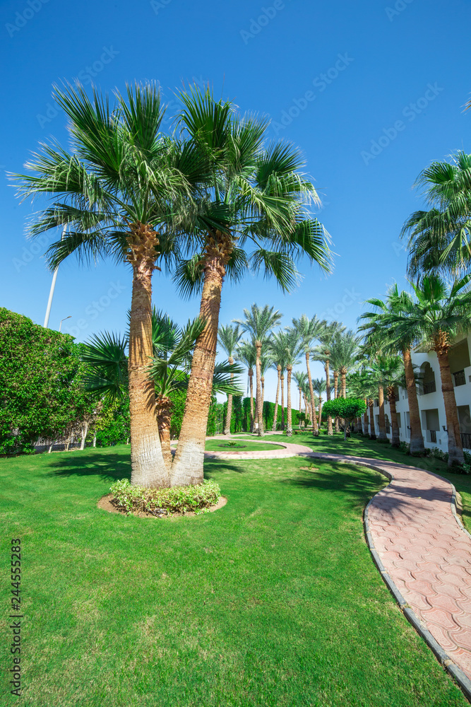 Fototapeta premium palm tree and green lawn