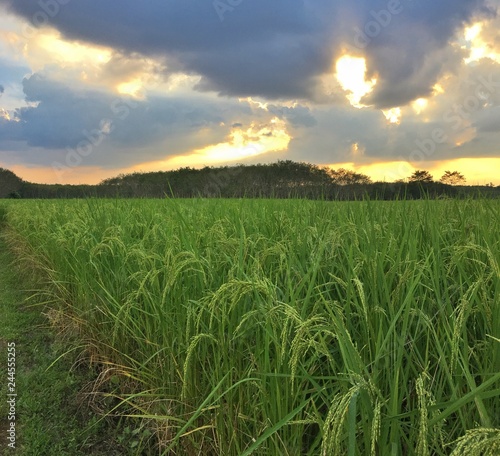 Rice field in sunset