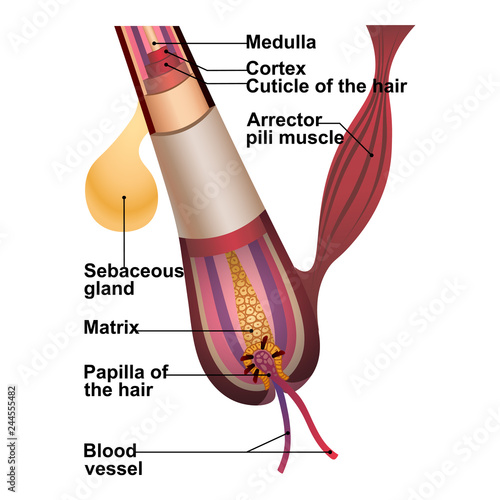 Detailed explanation of hair structure and anatomy