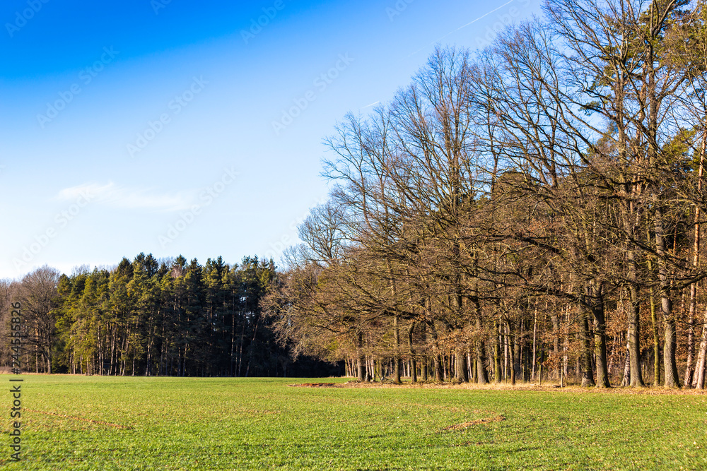 Obraz premium Spring landscape. Field with grass and blue sky.