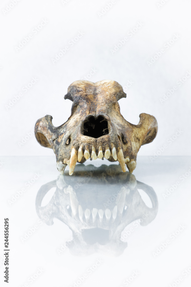 front view of dog skull with white background and reflection front view of dog skull with white background and reflection