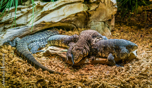 reptile family of black and white giant tegus together, tegu laying on top of another one, dominant animal behavior, tropical lizards from America photo