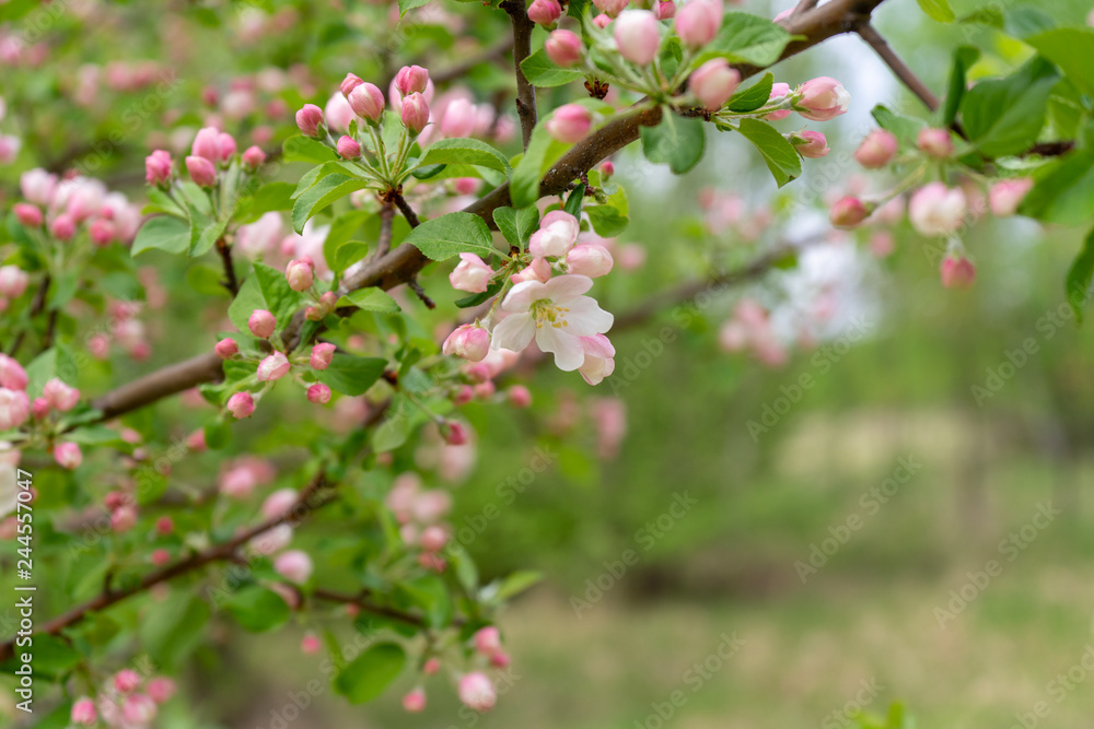 Branch of blossoming wild apple tree against spring forest in cloudy day. Beautiful natural background. Selective focus Branch of blossoming wild apple tree against spring forest in cloudy day. Beautiful natural background. Selective focus