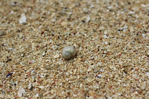 砂浜の生物