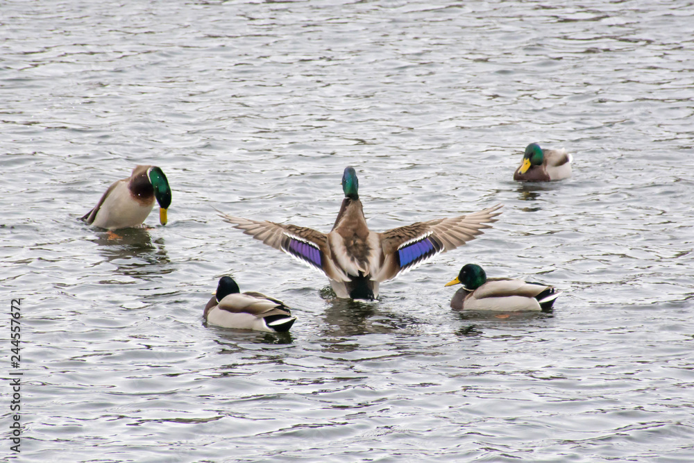 Duck. Mallard drake. Mallard duck female.