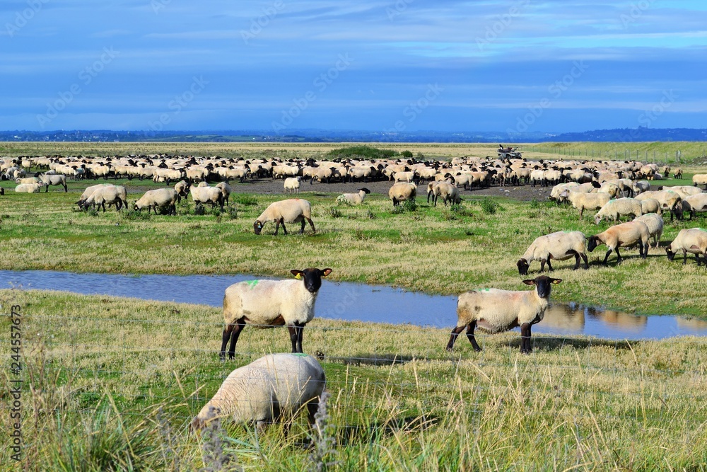 Fototapeta premium French sheep