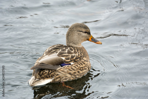 Mallard duck female.