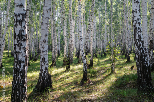 Fototapeta Naklejka Na Ścianę i Meble -  Image with birch forest.